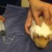 Medical examinations in guinea pigs