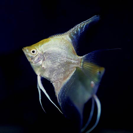 Angelfish (Scalare)