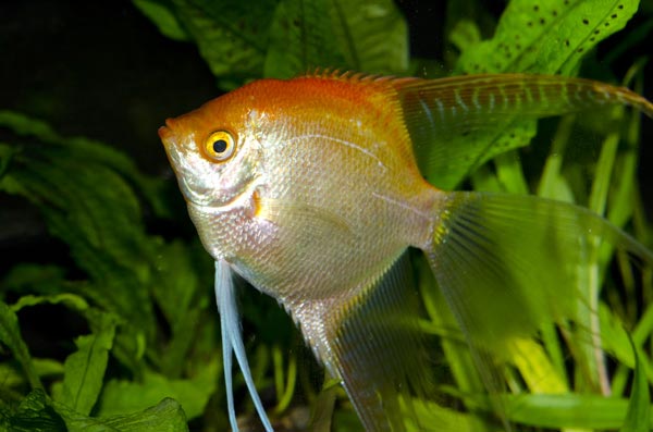 Angelfish (Scalare)