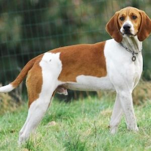 Anglo-French Lesser Hound