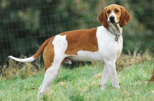 Anglo-French Lesser Hound