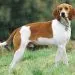 English Foxhound