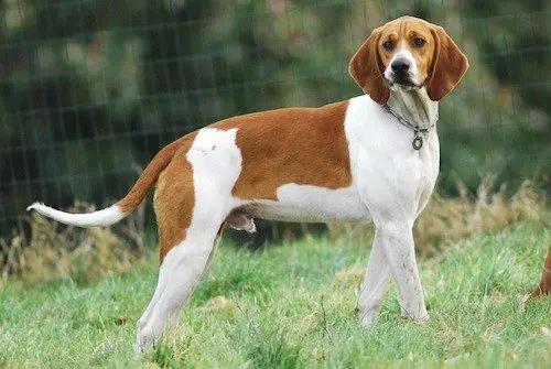 Anglo-French Lesser Hound