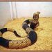 Tiger snake