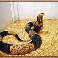 Angolan cobra