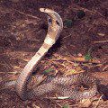 Angolan cobra