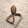 Angolan cobra