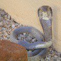 Angolan cobra