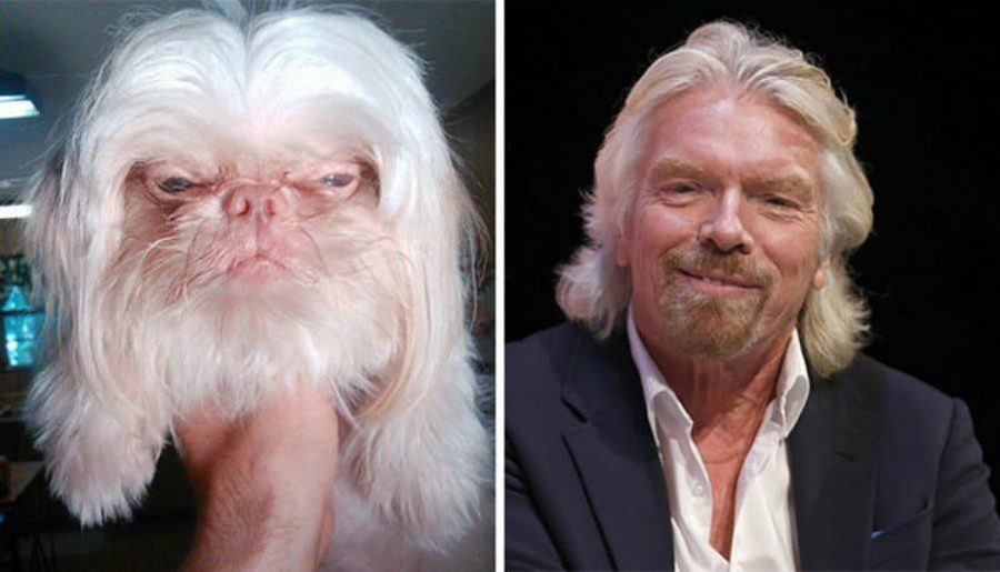 Animals that look like celebrities are like two drops of water!