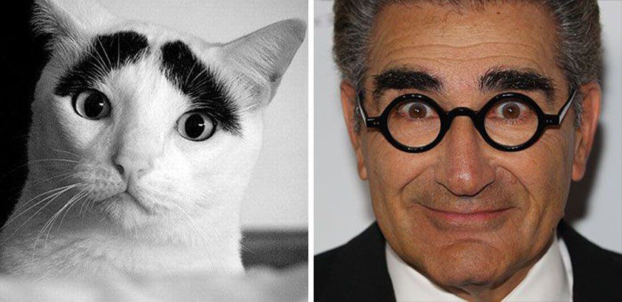 Animals that look like celebrities are like two drops of water!