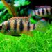 bumblebee cichlid