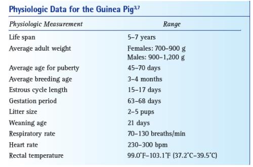 Antibiotics and guinea pigs