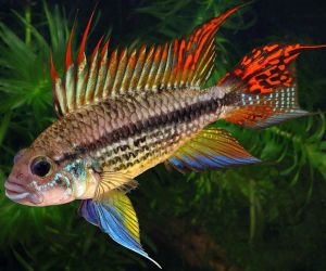 Apistogramma