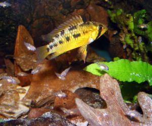 Apistogramma