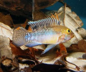 Apistogramma