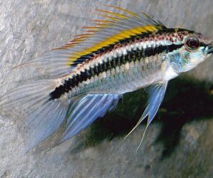 Apistogramma