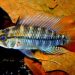 Azure cichlid