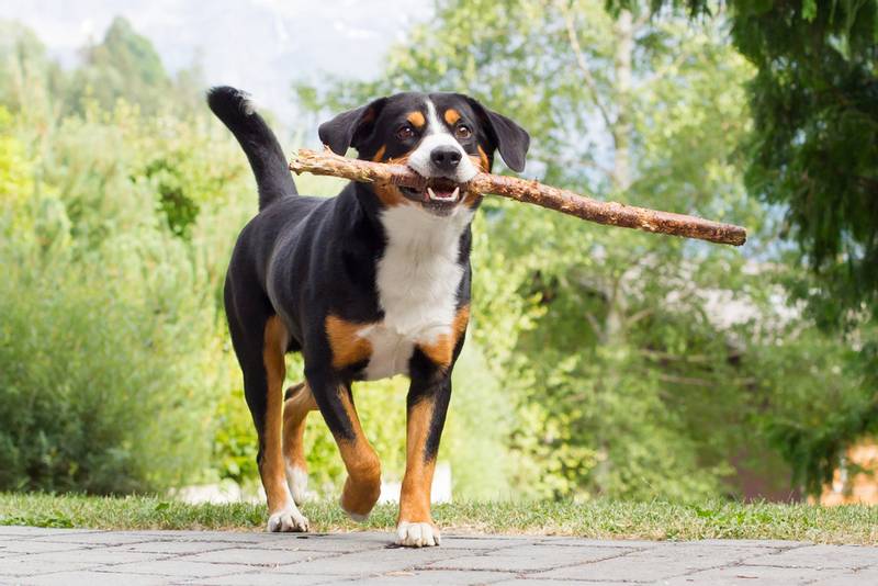Appenzeller Sennenhund with a stick