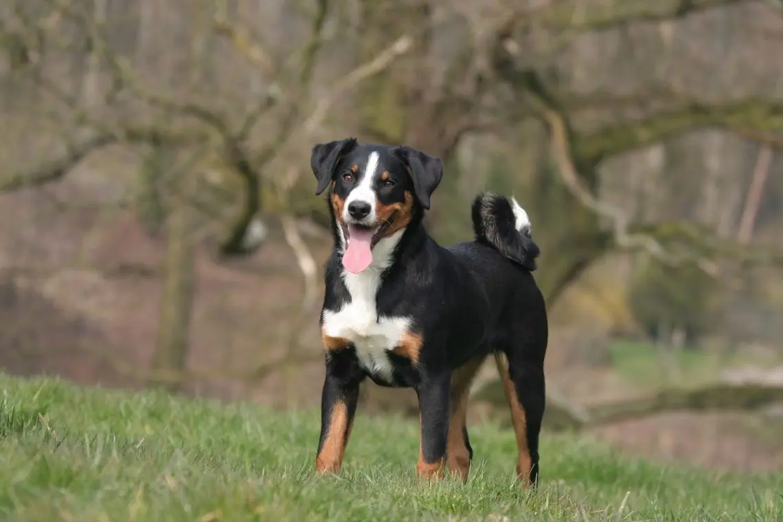 Appenzeller Sennenhund