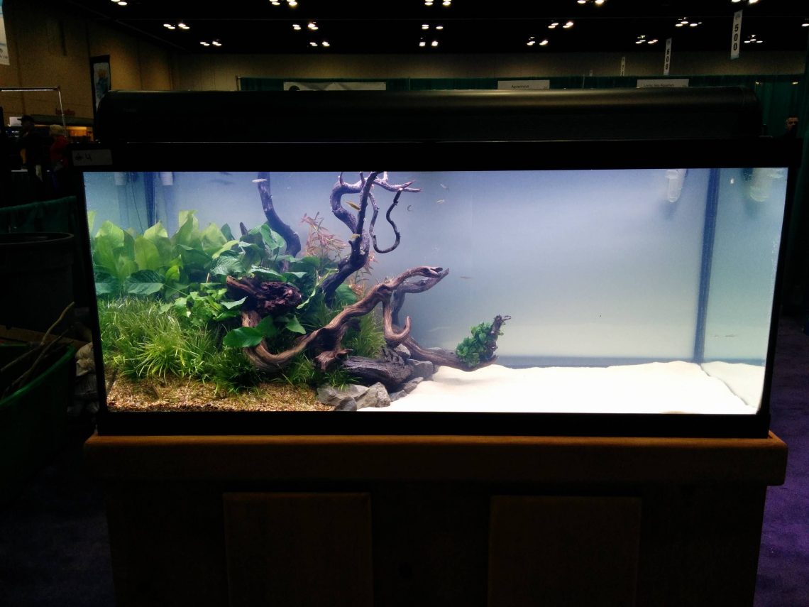 Aquarium decorations: aquascaping and the &#8220;living sea&#8221;