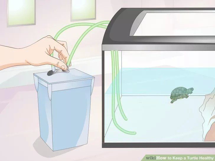 Aquarium filter - all about turtles and for turtles