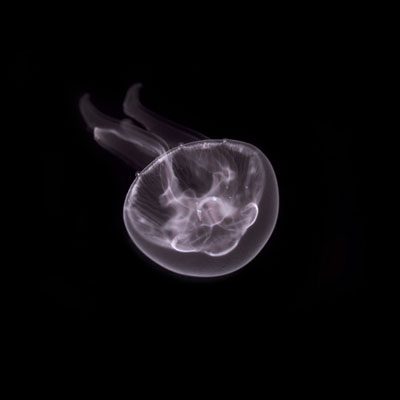 Aquarium jellyfish: maintenance and care at home