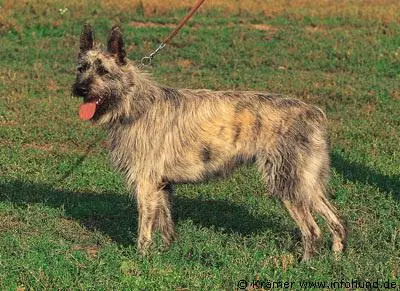 Ardennes Bouvier