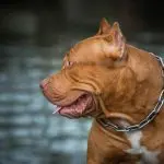 Are there bad dogs?