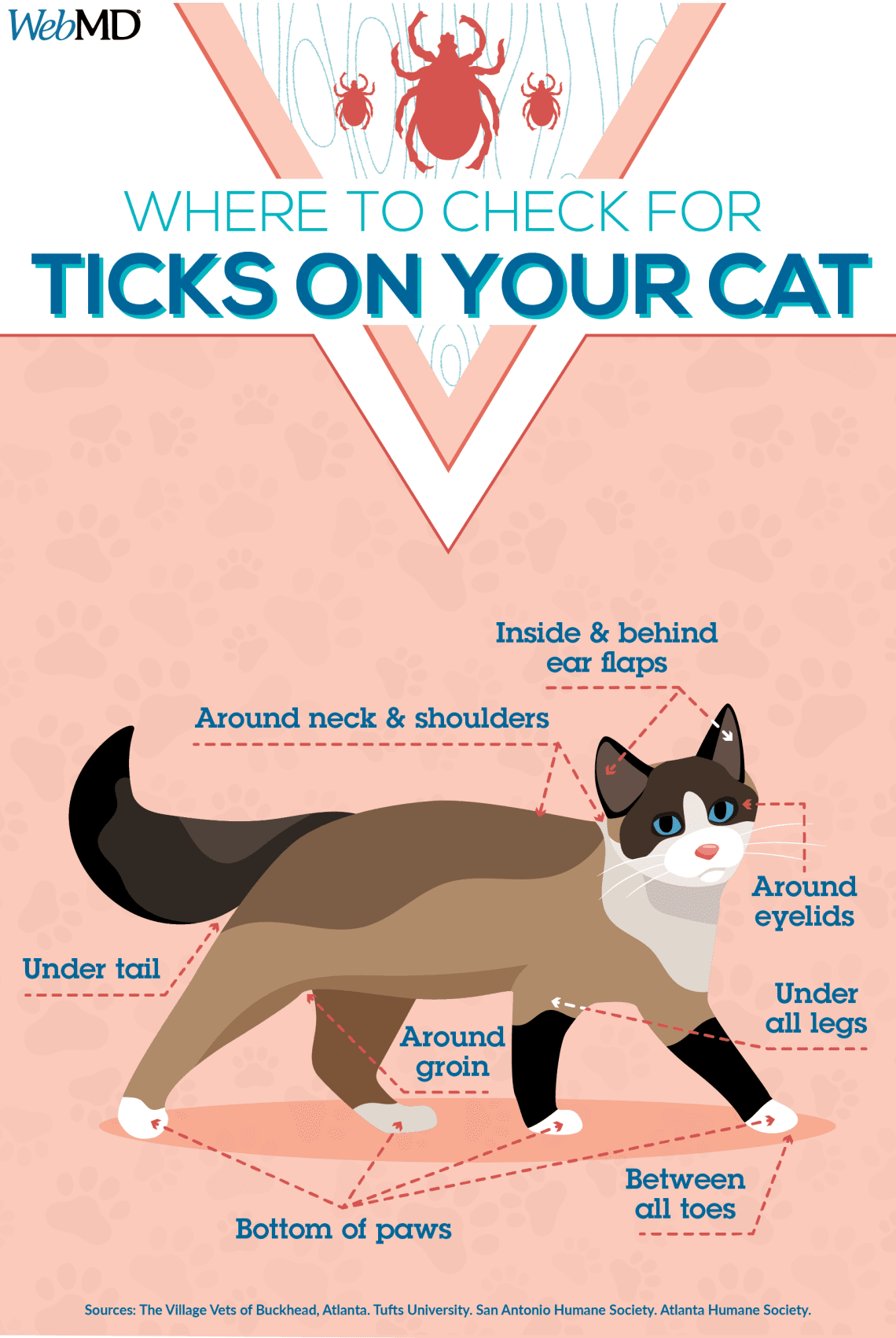 Are ticks dangerous for cats?