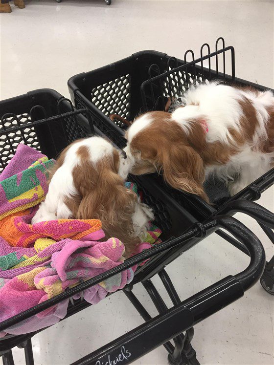 Are you my reflection?! 2 special dogs meet by chance in a supermarket!