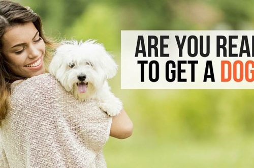 Are you ready to get a dog?