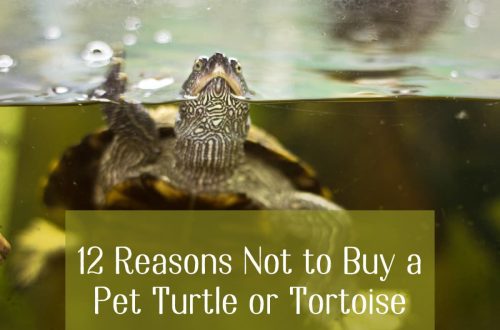 Are you ready to own a pet turtle?