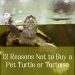 What is the right way to feed turtles?