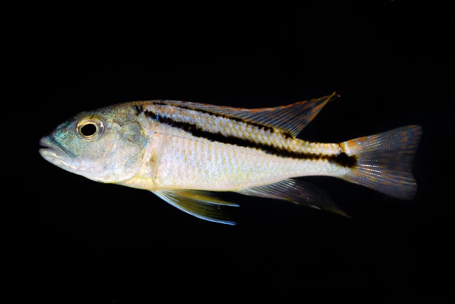 Aristochromis Christi