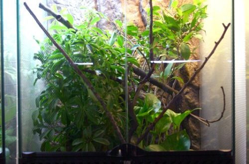Arrangement of a terrarium for a chameleon
