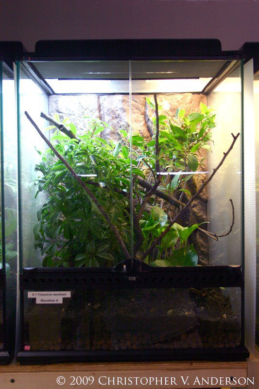 Arrangement of a terrarium for a chameleon