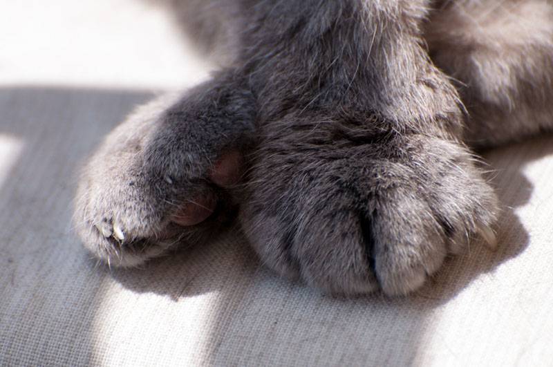 Arthritis in cats: symptoms and treatment of joints