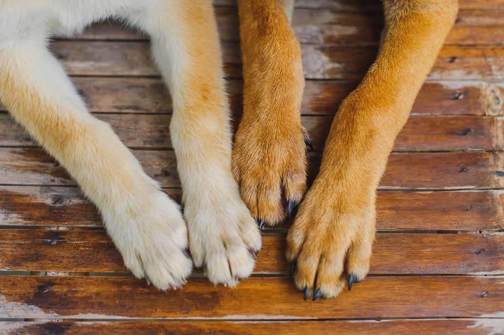 Arthritis in Dogs: Symptoms and Treatment
