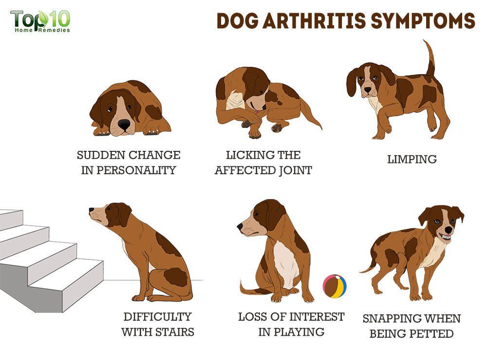 Artrite in i Cani: Sintomi è Trattamentu