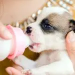 Artificial feeding of puppies