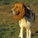 Aruba Country Dog (Aruba Dog)