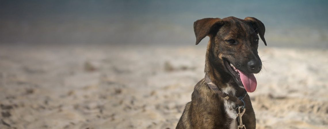 Aruba Country Dog (Aruba Dog)