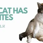 Ascites in cats and cats
