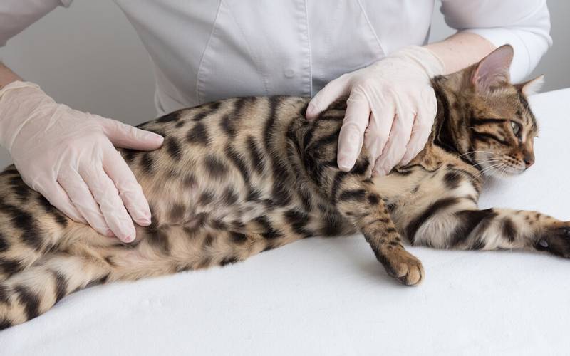 Ascites in cats and cats