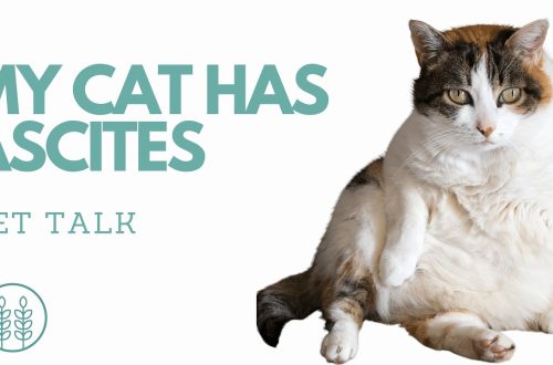 Ascites in cats and cats