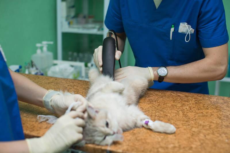 Ascites in cats and cats