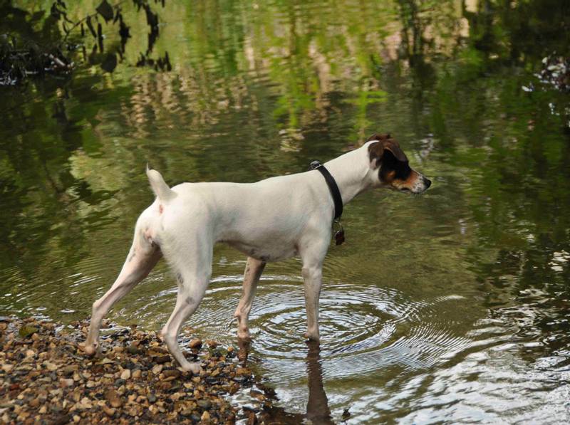 The Andalusian Wine-Cellar Rat-Hunting Dog in the water
