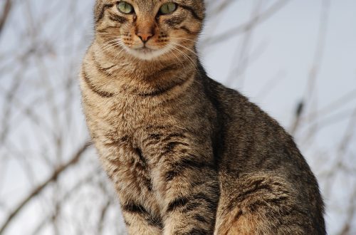 Asian Tabby Cat