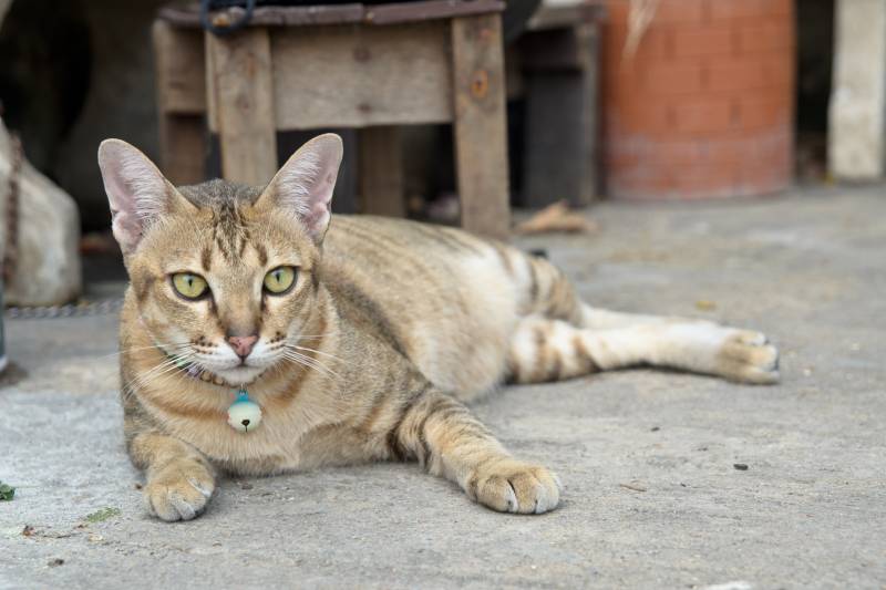 Asian Tabby Cat