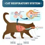 asthma in cats